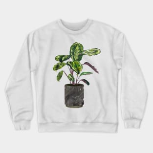 Calathea (prayer plant) Crewneck Sweatshirt